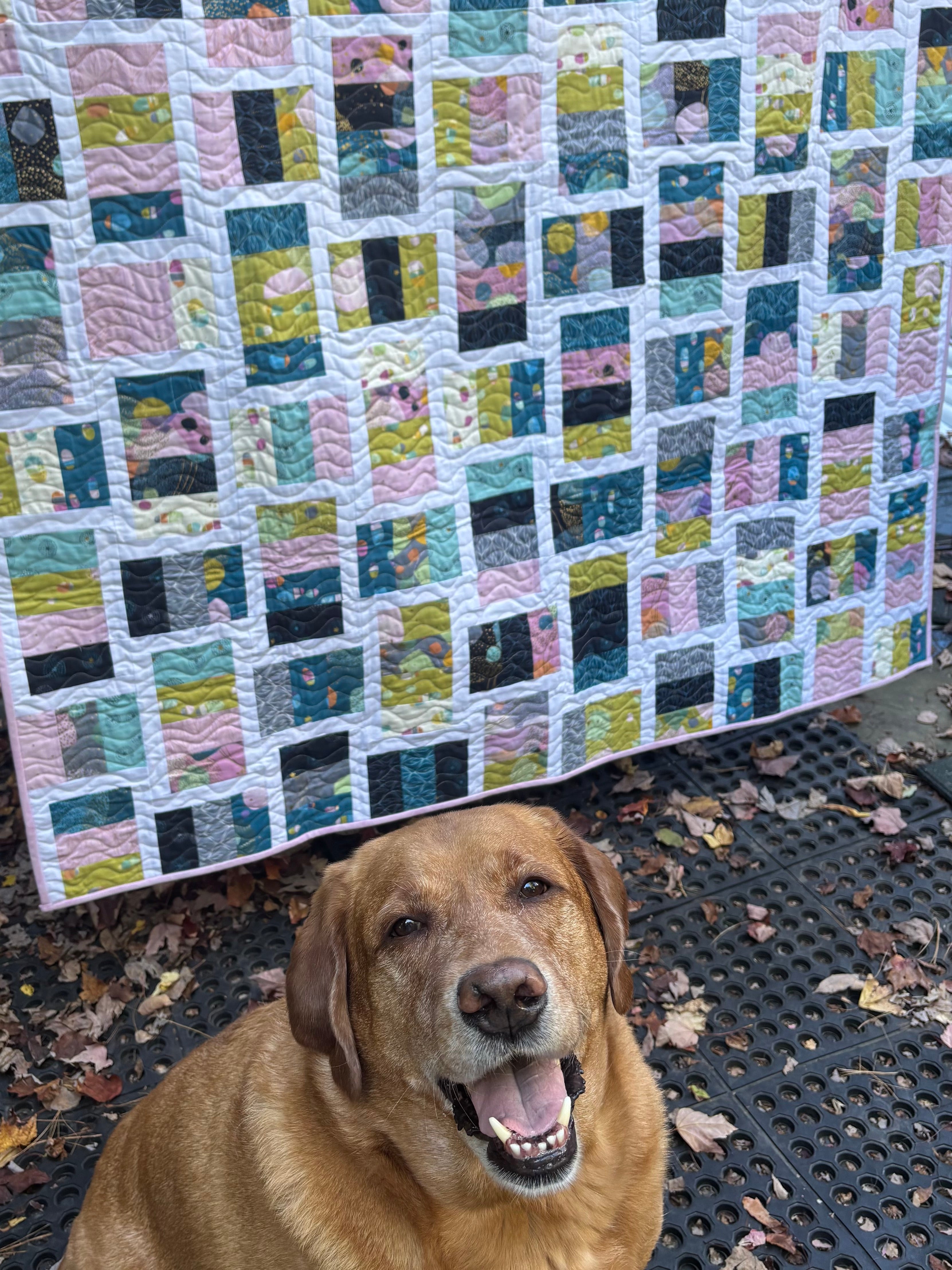 Dog sitting in front of a colorful quilt with a pattern of squares.