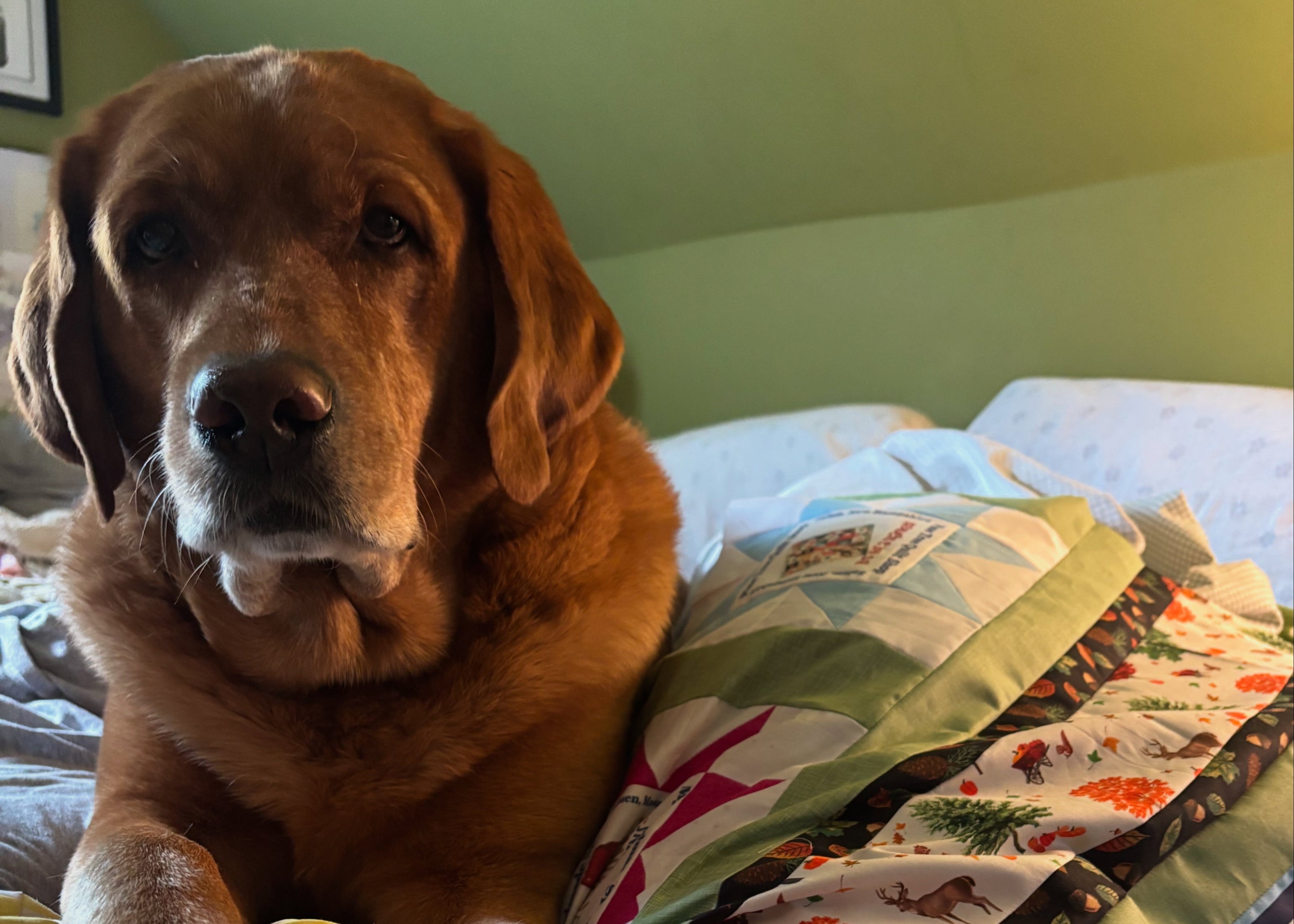 Brown dog lying on a colorful quilted blanket in a bedroom.